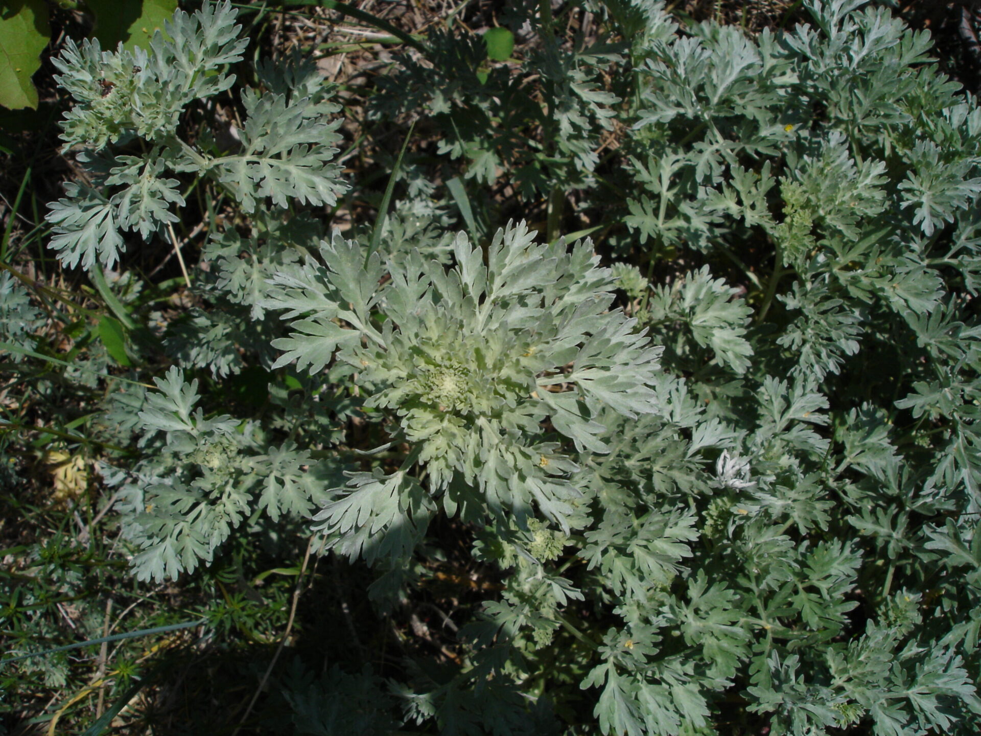 Artemisia Absinthium Echter Wermut Flora Di Berna