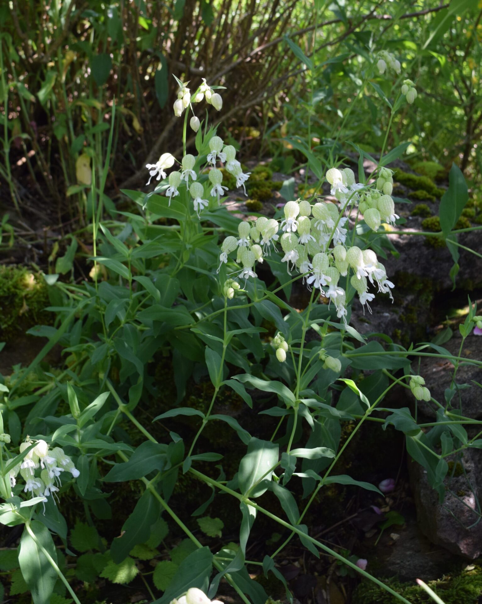 Silene Vulgaris Klatsch Nelke Flora Di Berna