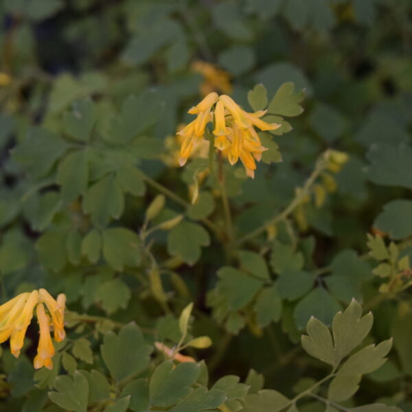 Pseudofumaria Corydalis Lutea Gelber Lerchensporn Flora Di Berna