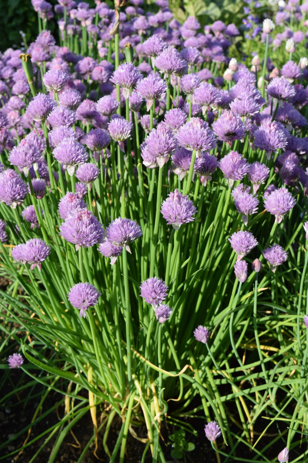 Allium Schoenoprasum Kulturform Garten Schnittlauch Flora Di Berna