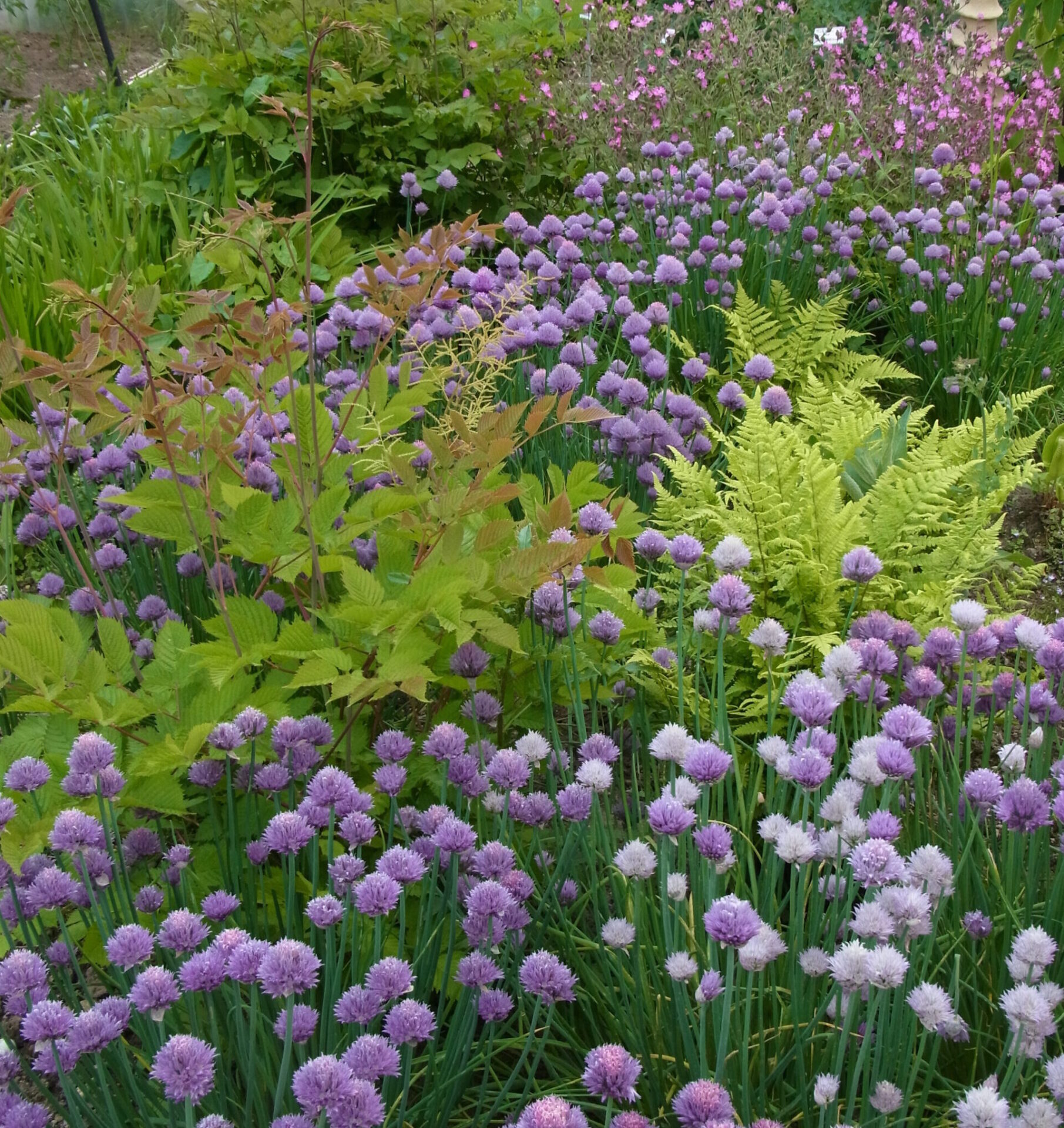Allium schoenoprasum (Wildform) - Wilder Schnittlauch