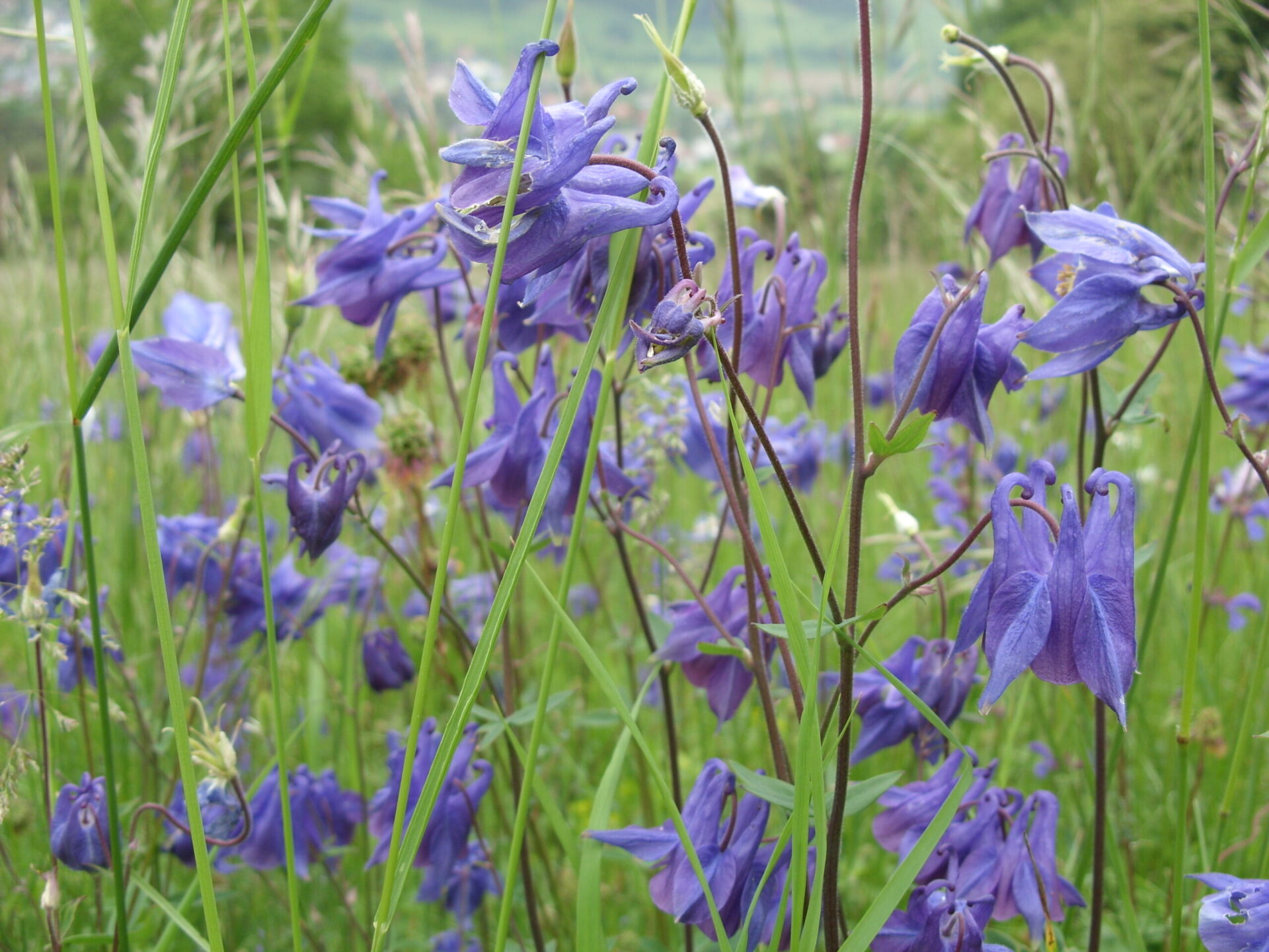 Aquilegia vulgaris - Gemeine Akelei