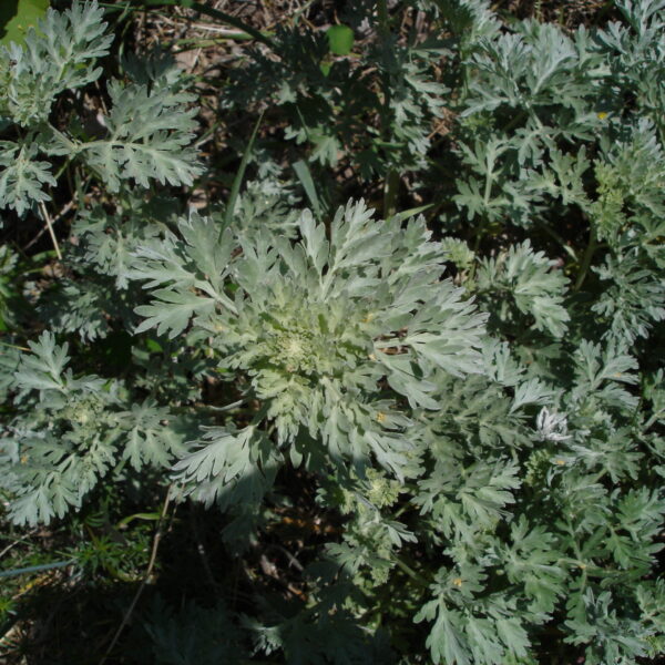 Artemisia absinthium Echter Wermuth