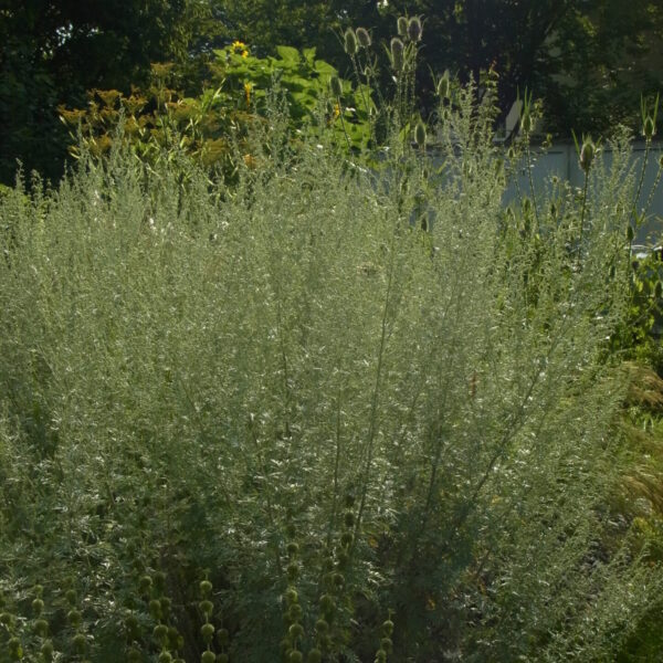 Artemisia absinthium Echter Wermuth