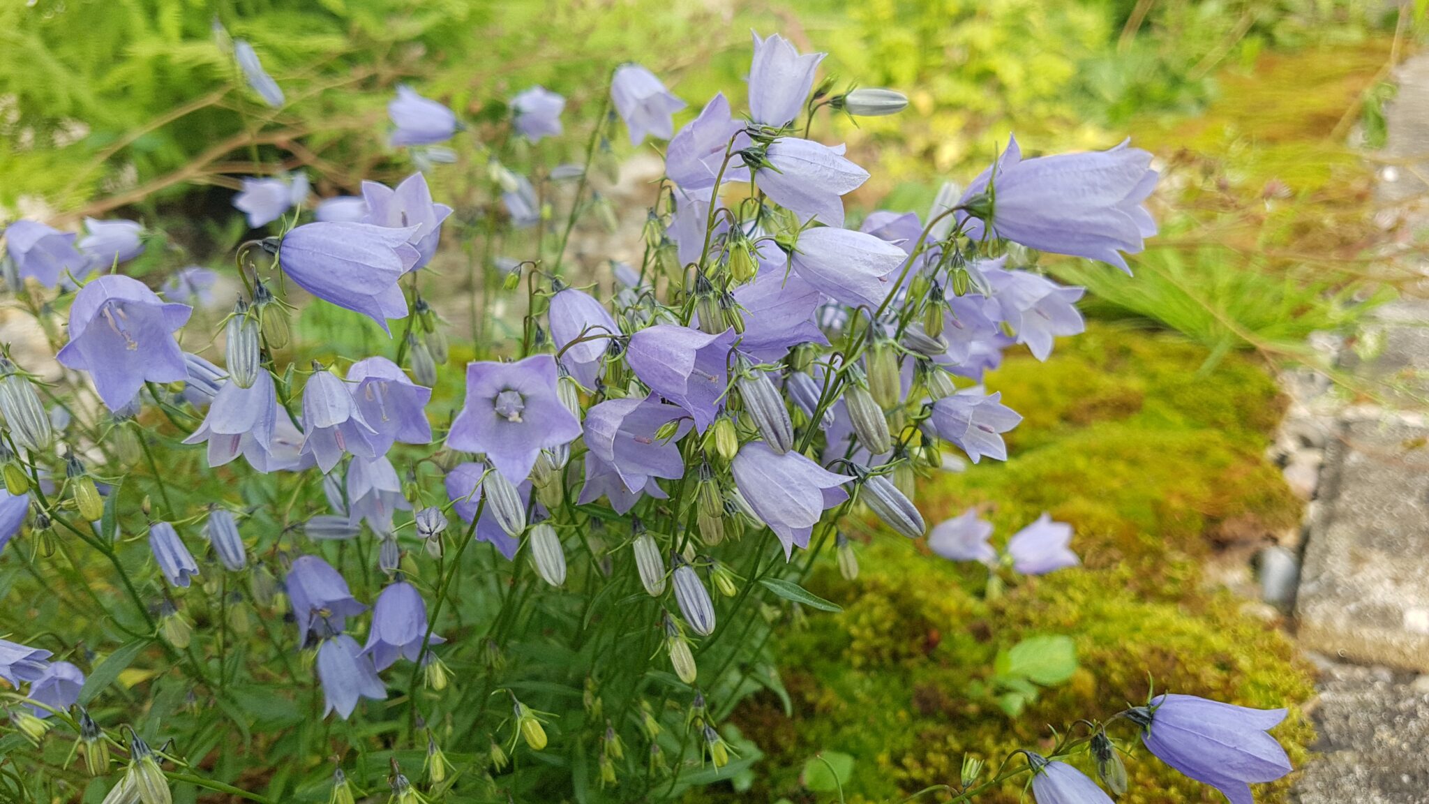 Campanula Cochleariifolia Niedliche Glockenblume Flora Di Berna Campanula Cochleariifolia Niedliche Glockenblume Flora Di Berna