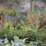 Starke Stauden frisch