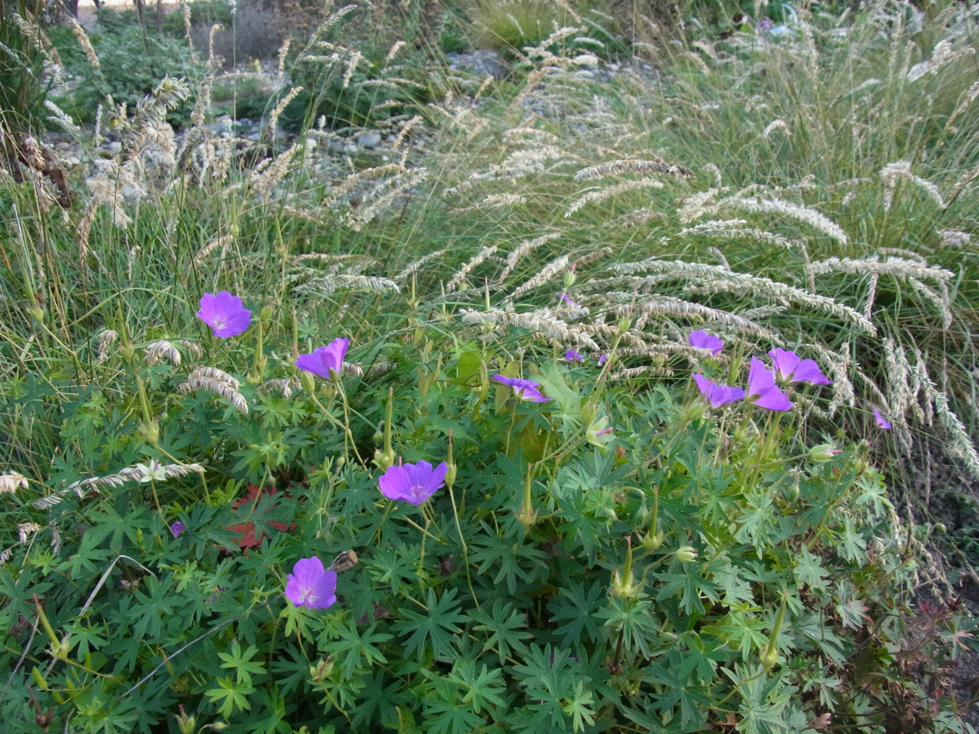 Geranium sanguineum - Blutroter Storchschnabel
