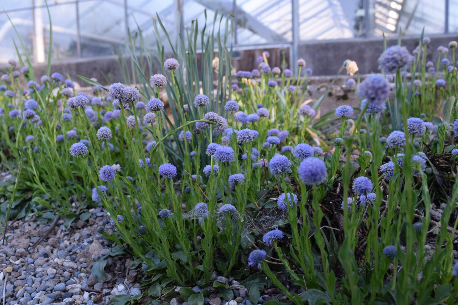 Globularia bisnagarica - Kugelblume