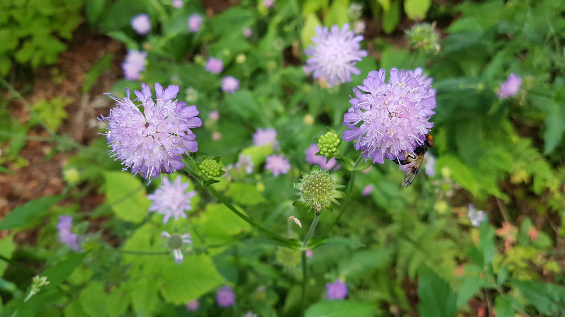 Knautia dipsacifolia - Wald-Witwenblume