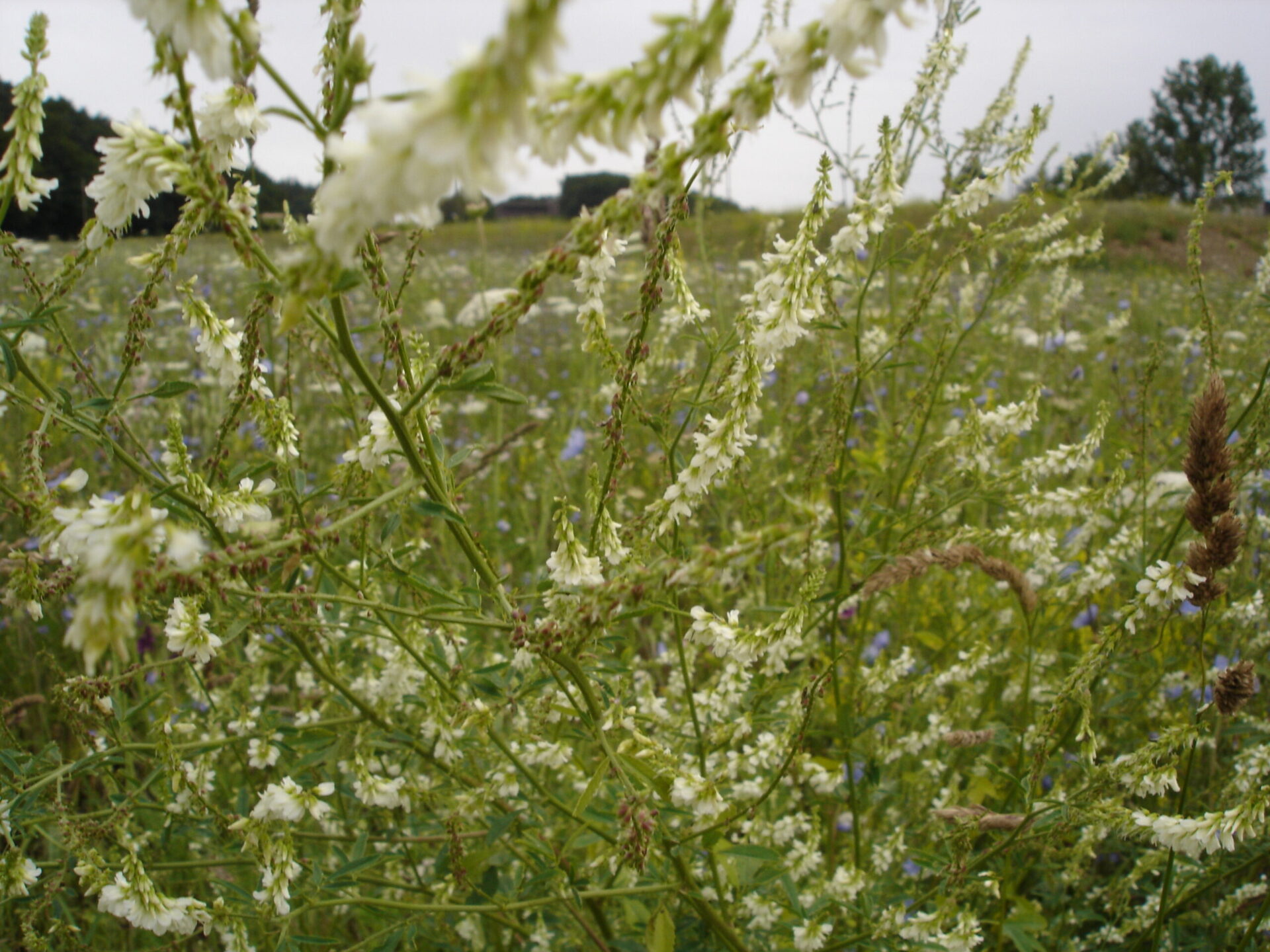 Melilotus officinalis - Gelber Steinklee