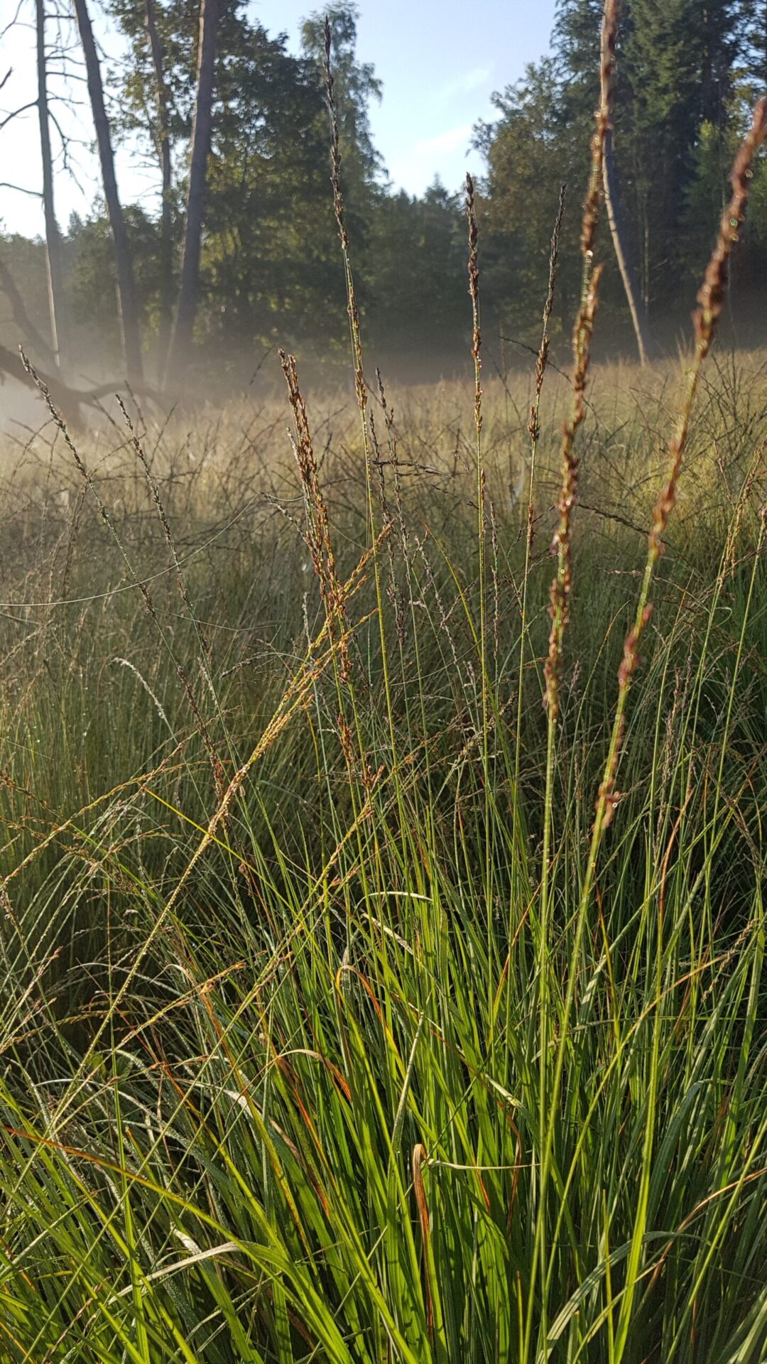 Molinia caerulea - Blaues Pfeifengras