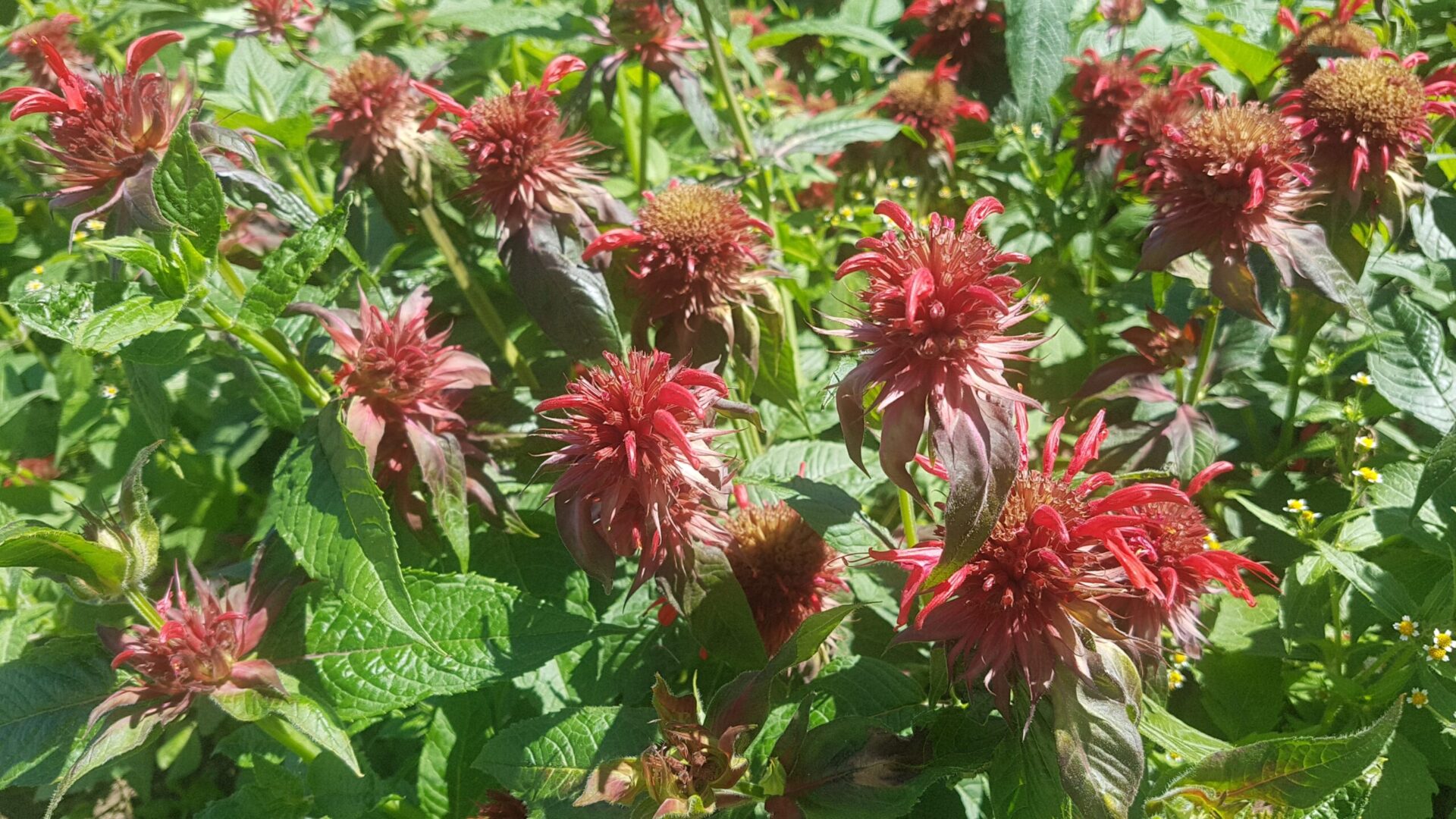 Monarda didyma - Goldmelisse