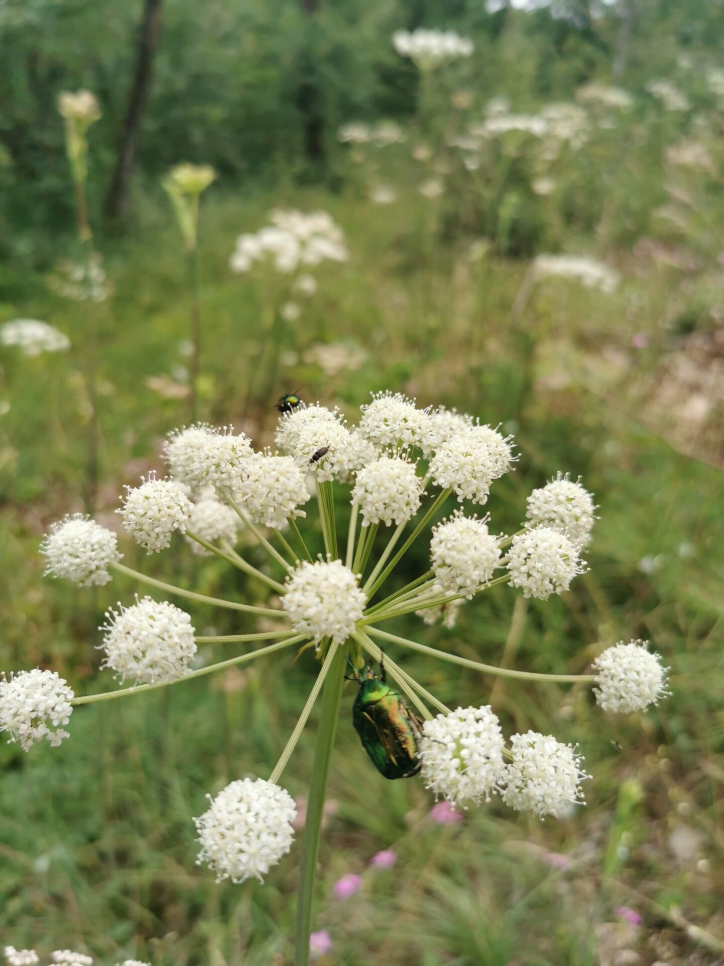 Peucedanum cervaria - Hirschwurz-Haarstrang