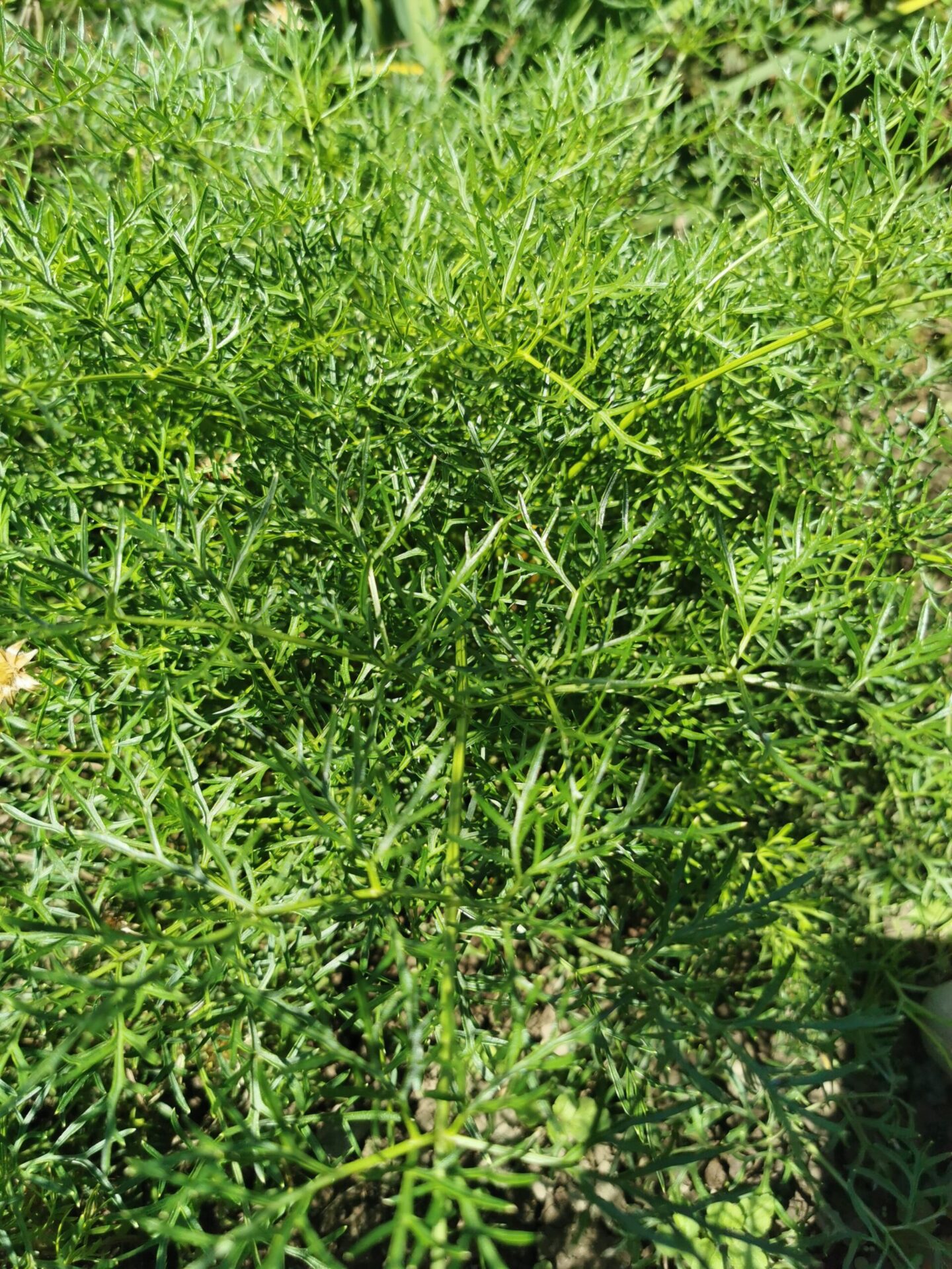 Peucedanum austriacum ssp. rablense - Raibler Haarstrang