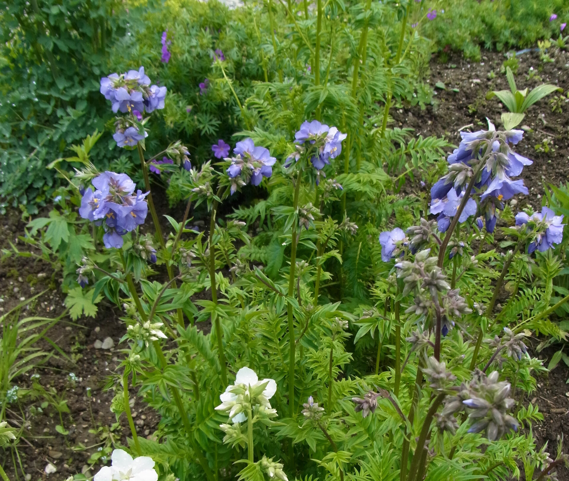 Polemonium caeruleum - Himmelsleiter