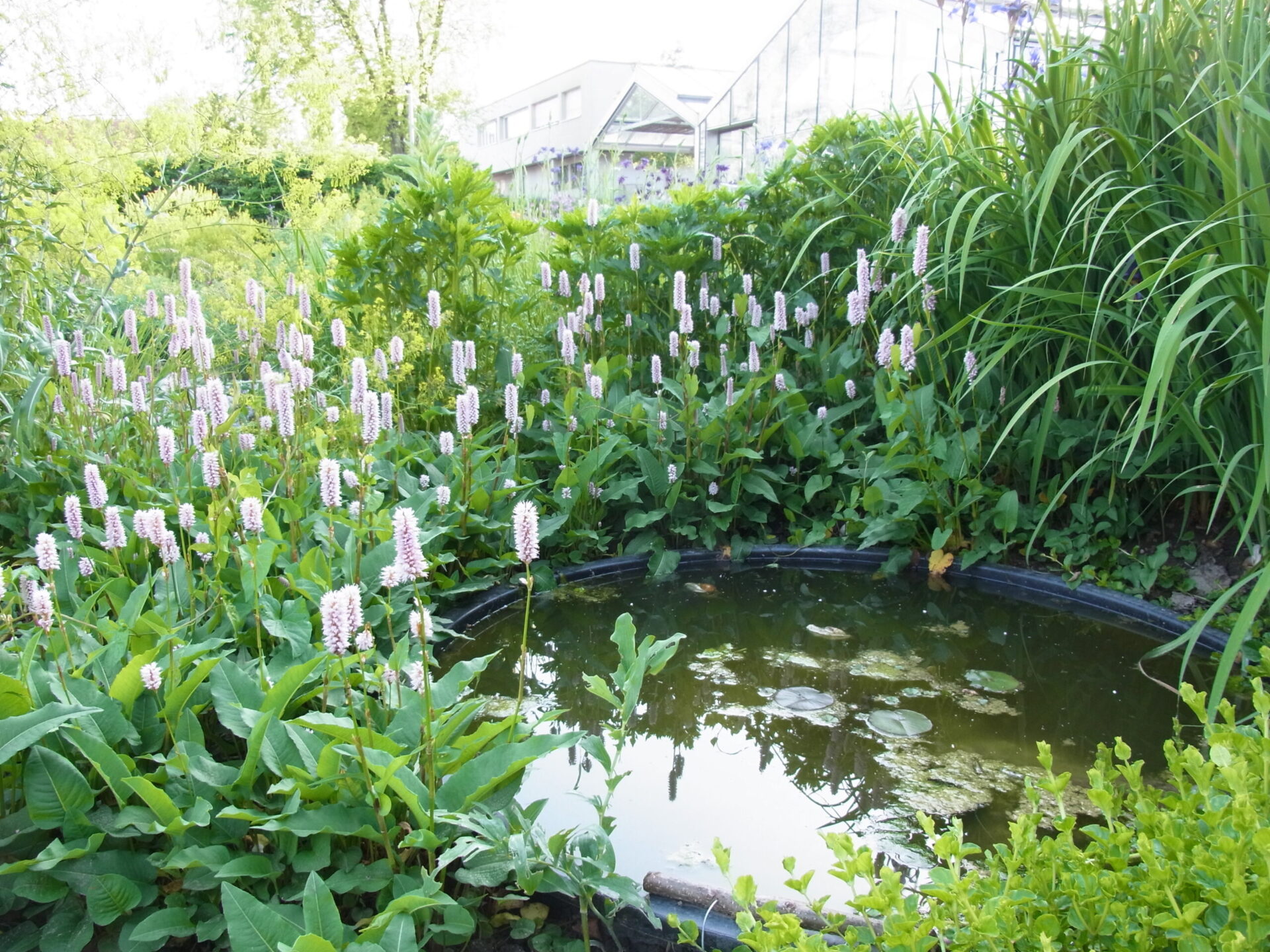 Polygonum bistorta - Schlangen-Knöterich
