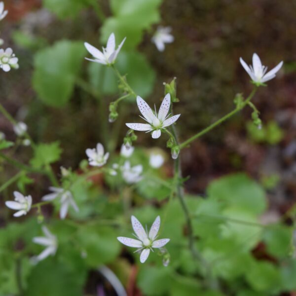 Saxifraga rotundifolia