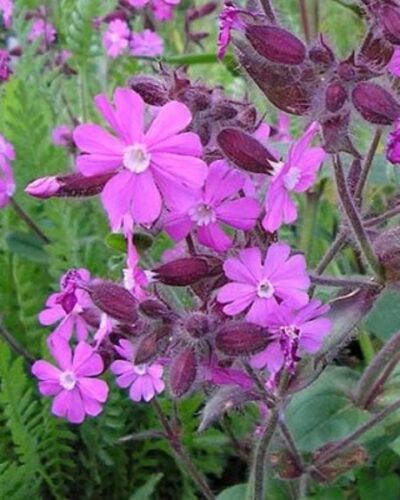 Silene dioica - Rote Waldnelke | Flora di Berna