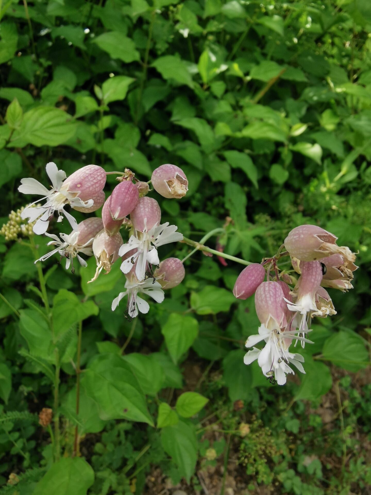 Silene vulgaris - Klatsch-Nelke 