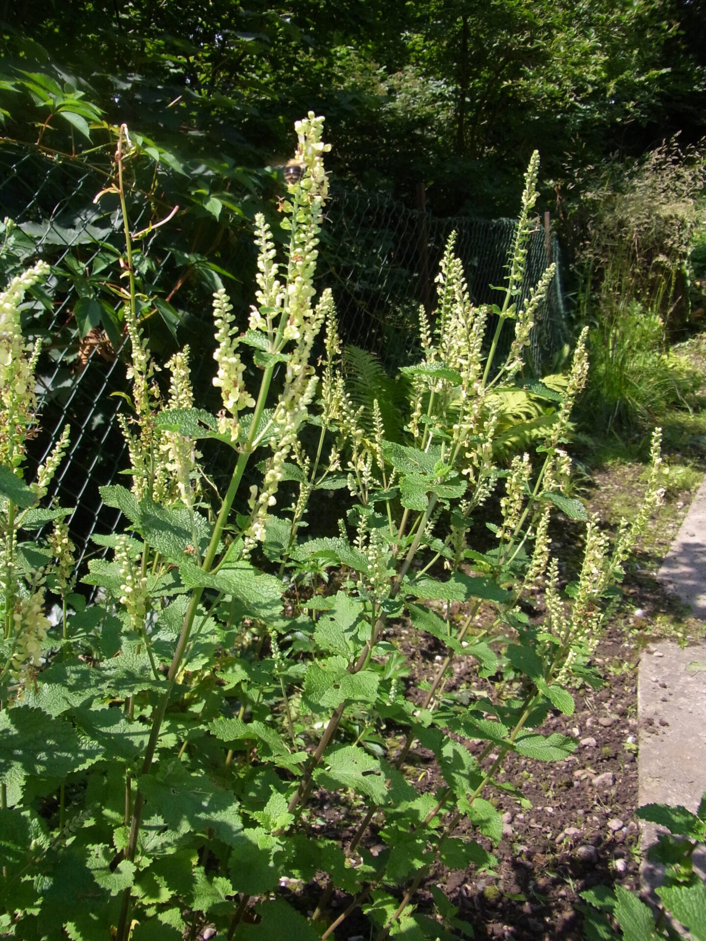 Teucrium scorodonia - Salbeiblättriger Gamander