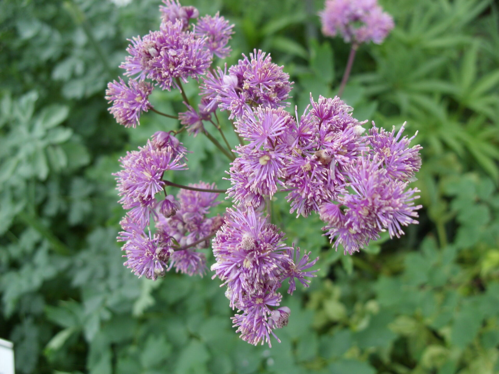Thalictrum aquilegifolium - Akeleiblättrige Wiesenraute