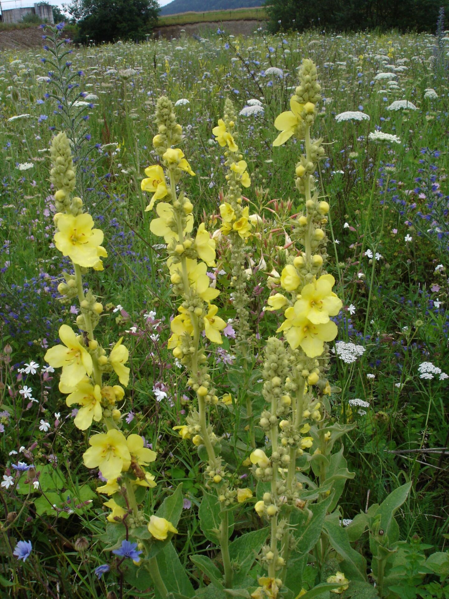 Verbascum densiflorum - Grossblütige Königskerze