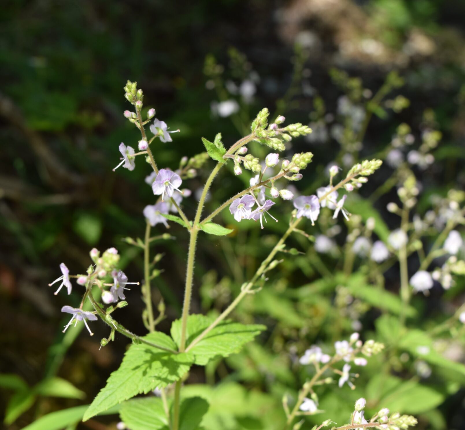 Veronica urticifolia - Nesselblättriger Ehrenpreis