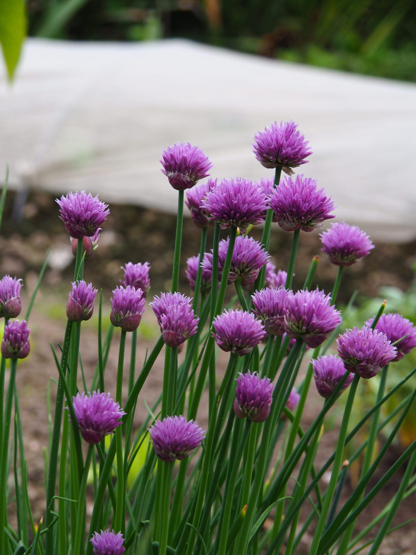 Allium Schoenoprasum Kulturform Garten Schnittlauch Flora Di Berna