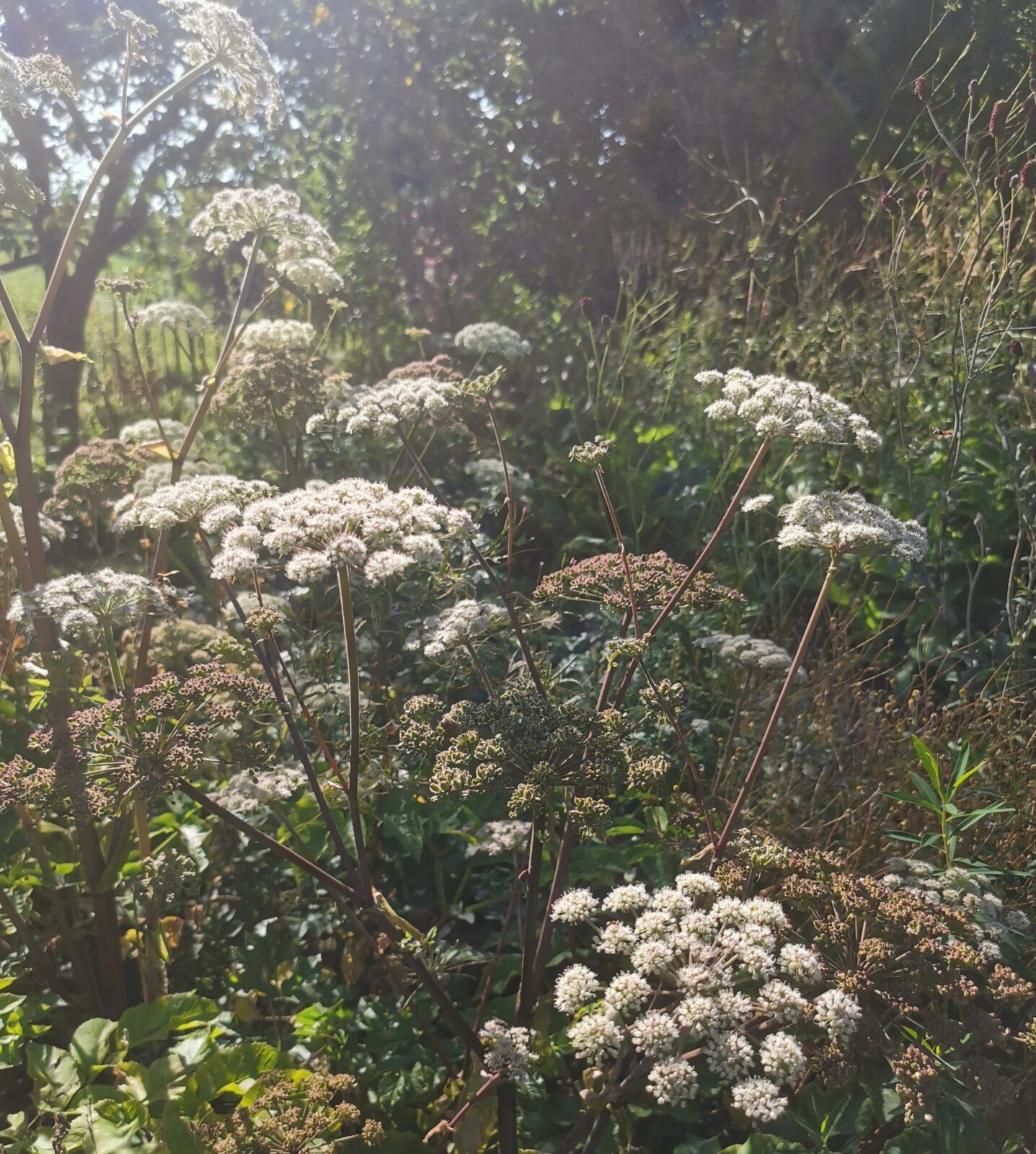 Angelica sylvestris - Wald-Engelswurz