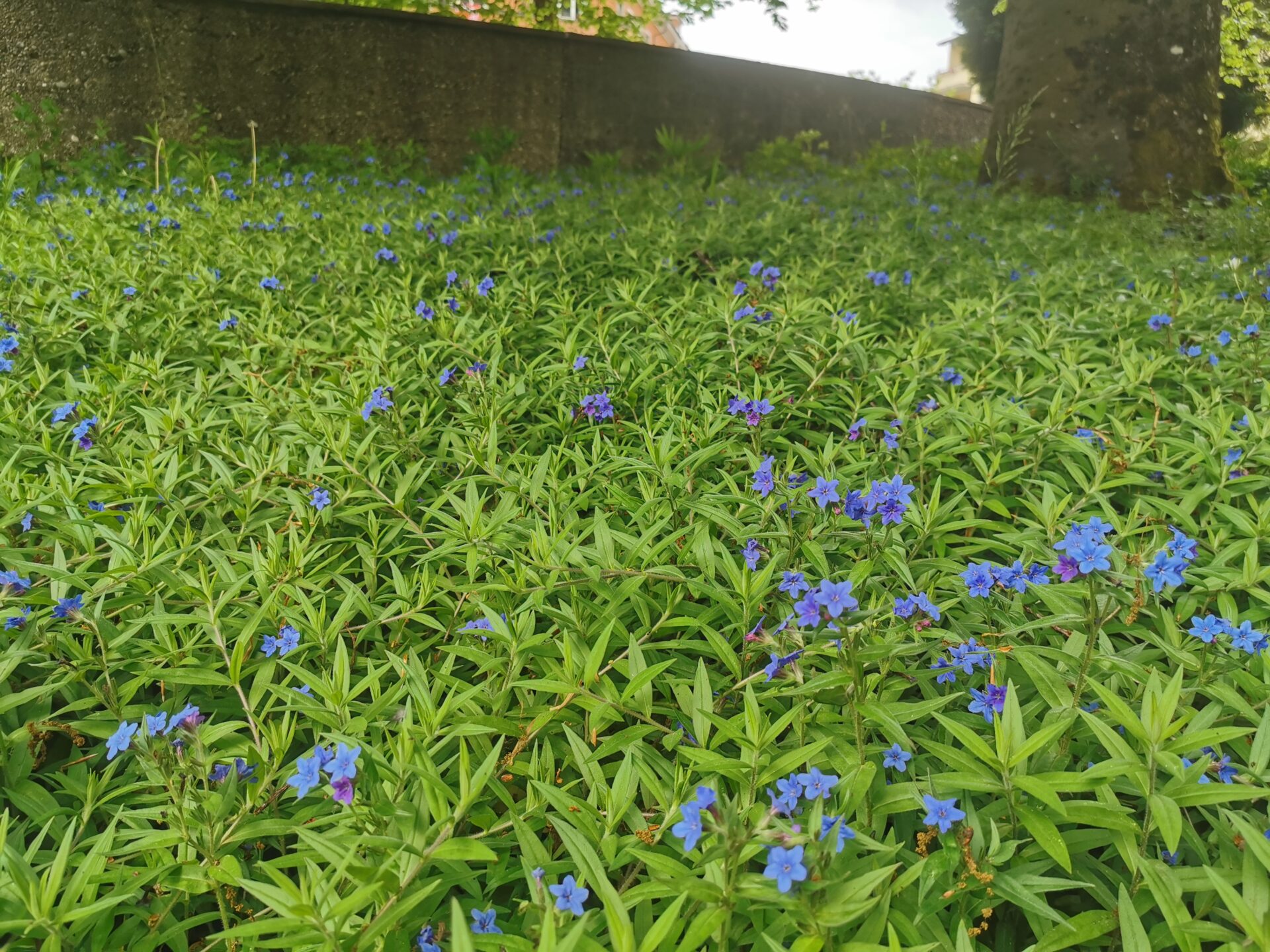 Buglossoides purpurocaerulea - Blauroter Steinsame