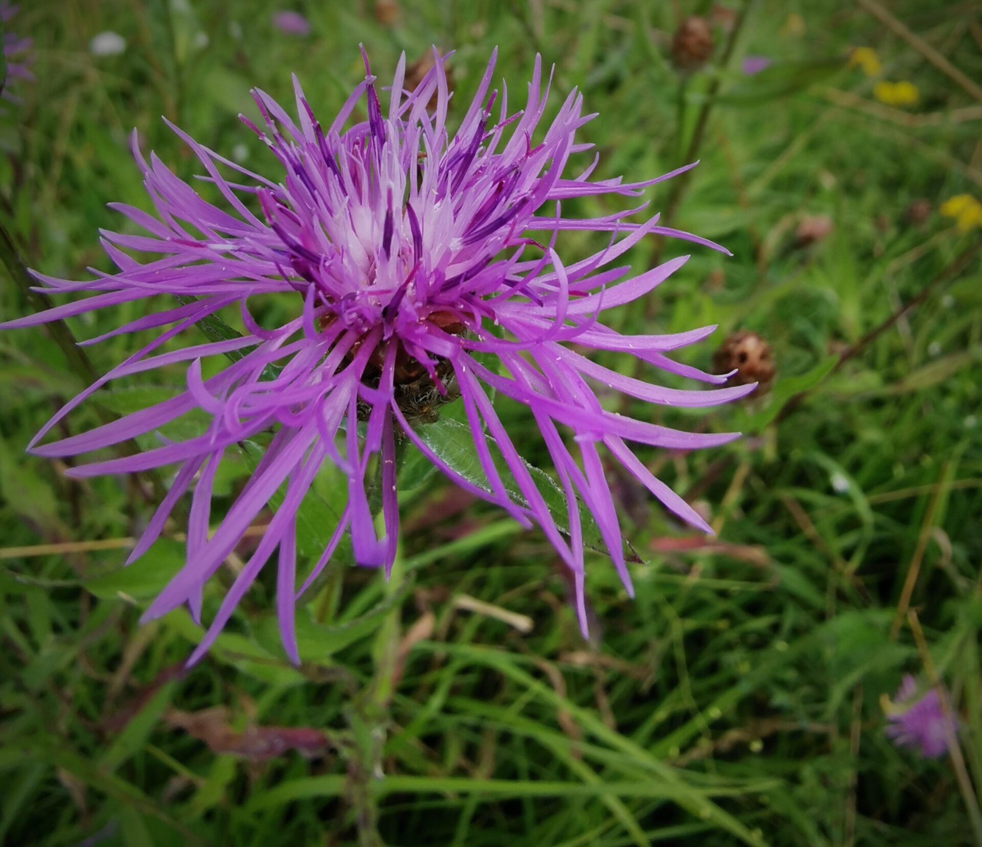 Centaurea jacea - Wiesen-Flockenblume