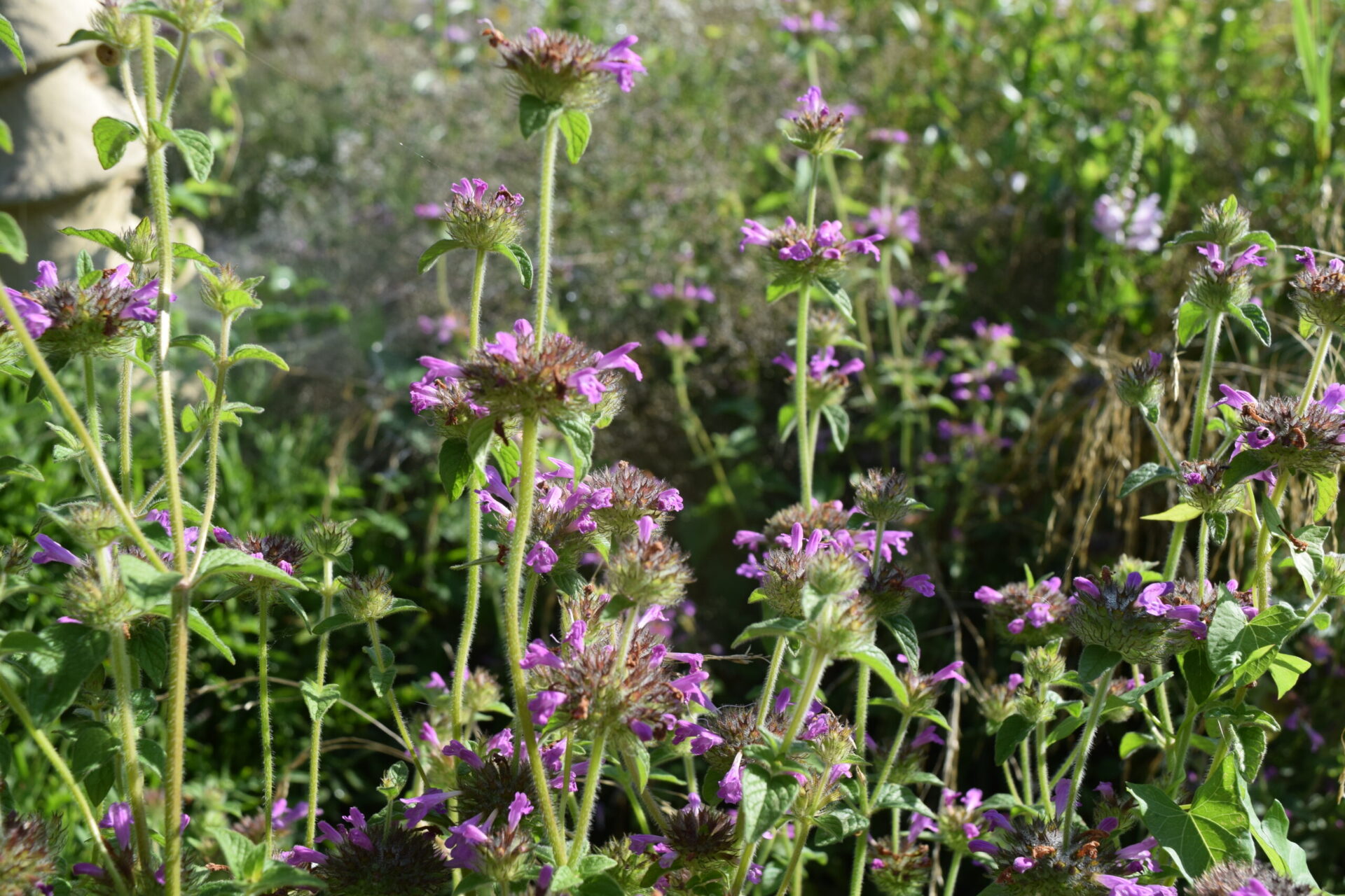 Clinopodium vulgare - Wirbeldost