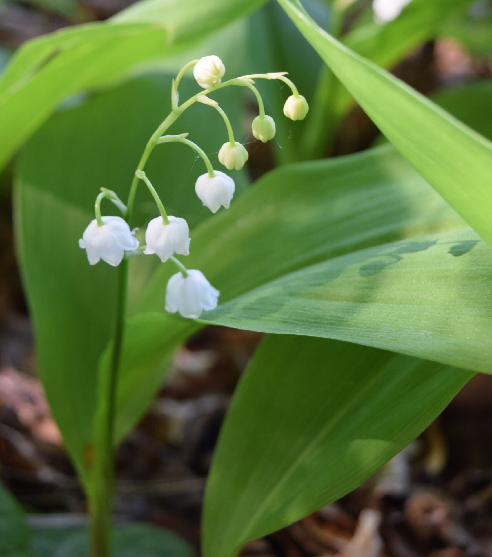 Convallaria majalis - Maiglöckchen, Maieriesli 