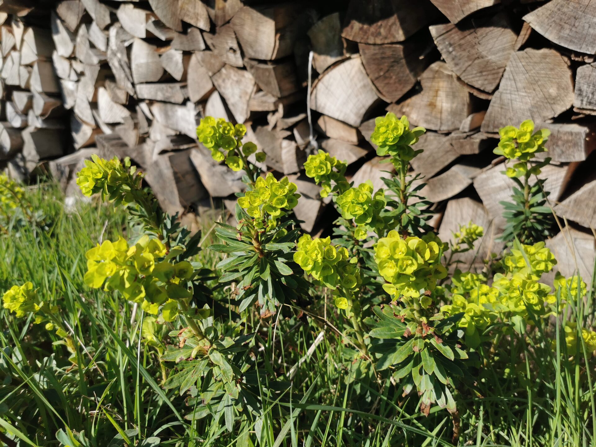 Euphorbia amygdaloides - Mandelblättrige Wolfsmilch