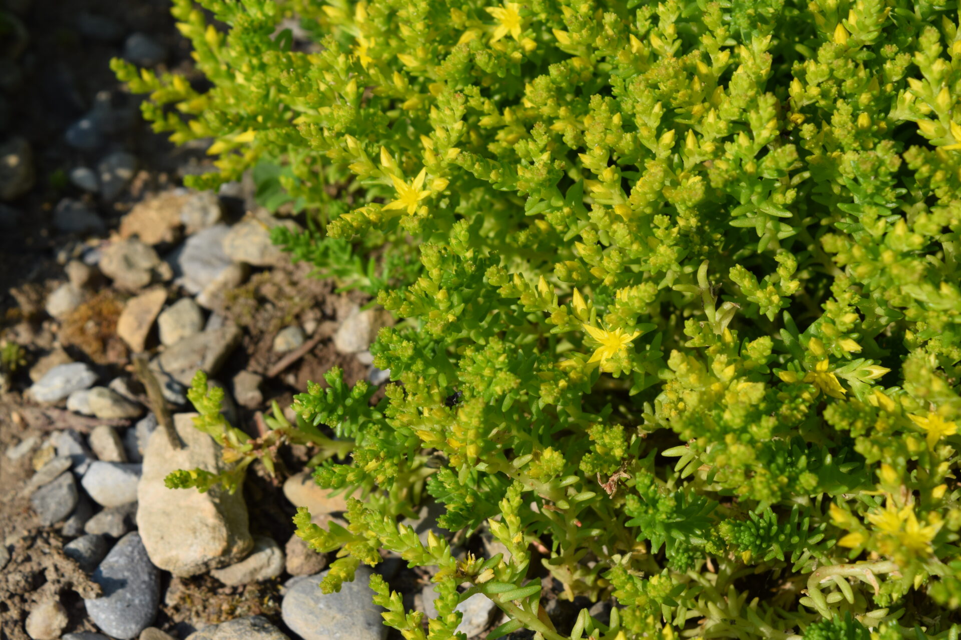 Sedum sexangulare - Milder Mauerpfeffer