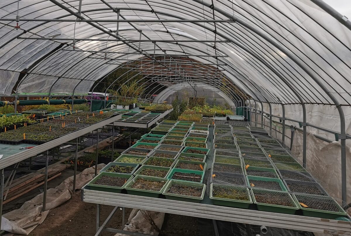 Die Gärtnerei Flora di Berna kultiviert Wildpflanzen in der Nähe von Bern nach biologischen Standard.