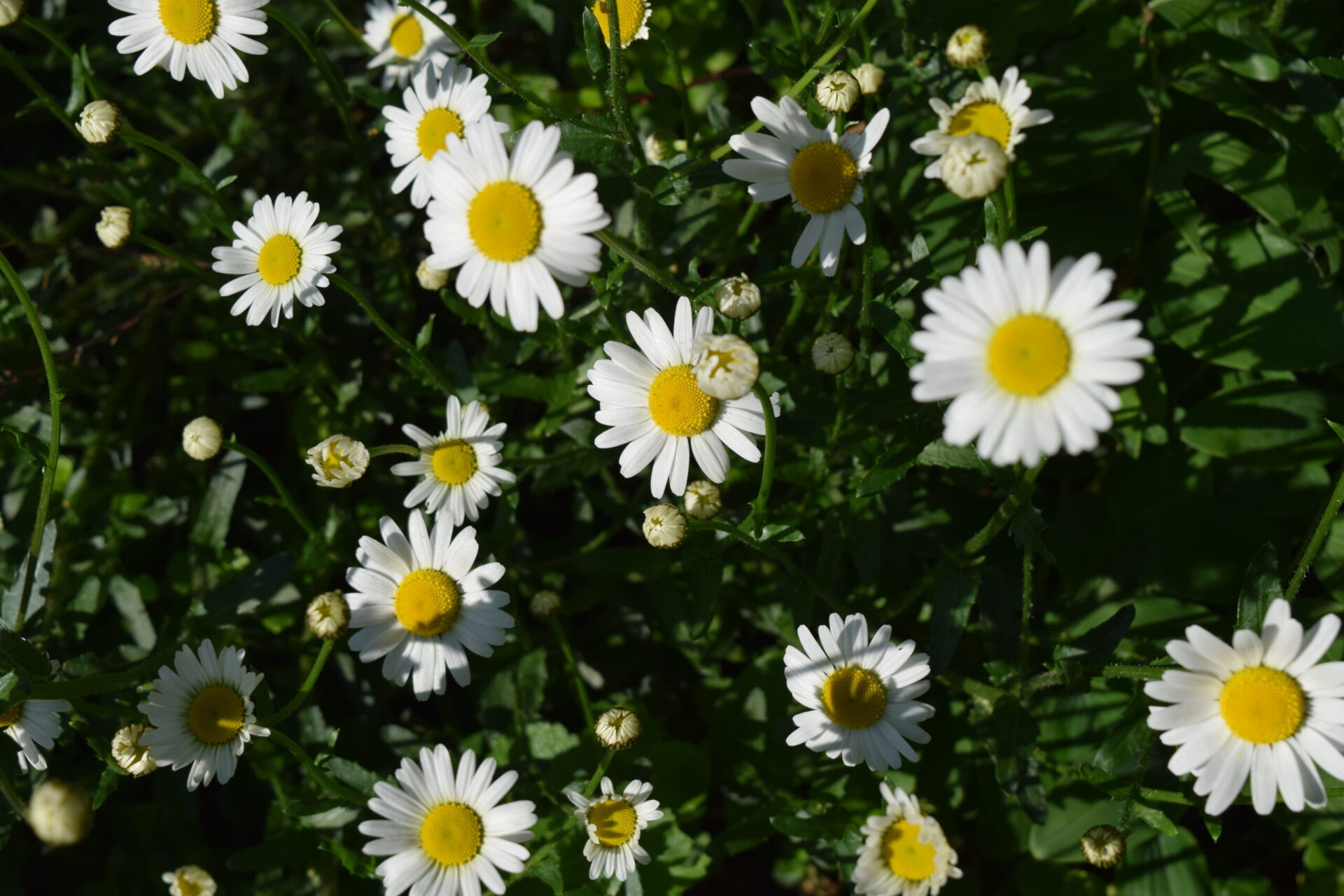 Leucanthemum vulgare - Wiesen-Margerite