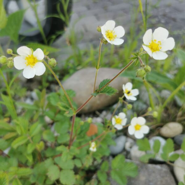 Potentilla rupestris