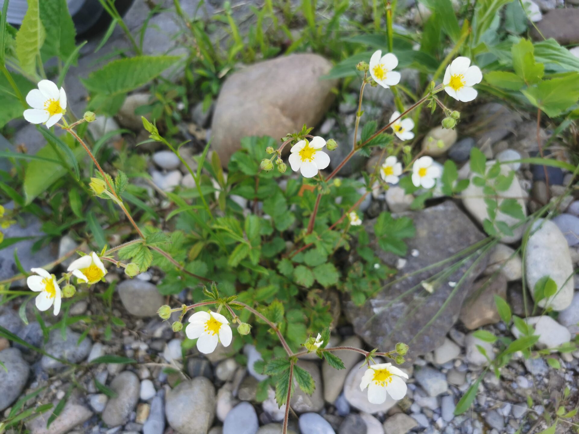 Potentilla rupestris - Felsen-Fingerkraut