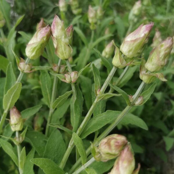 Salvia officinalis Salbei Blüte