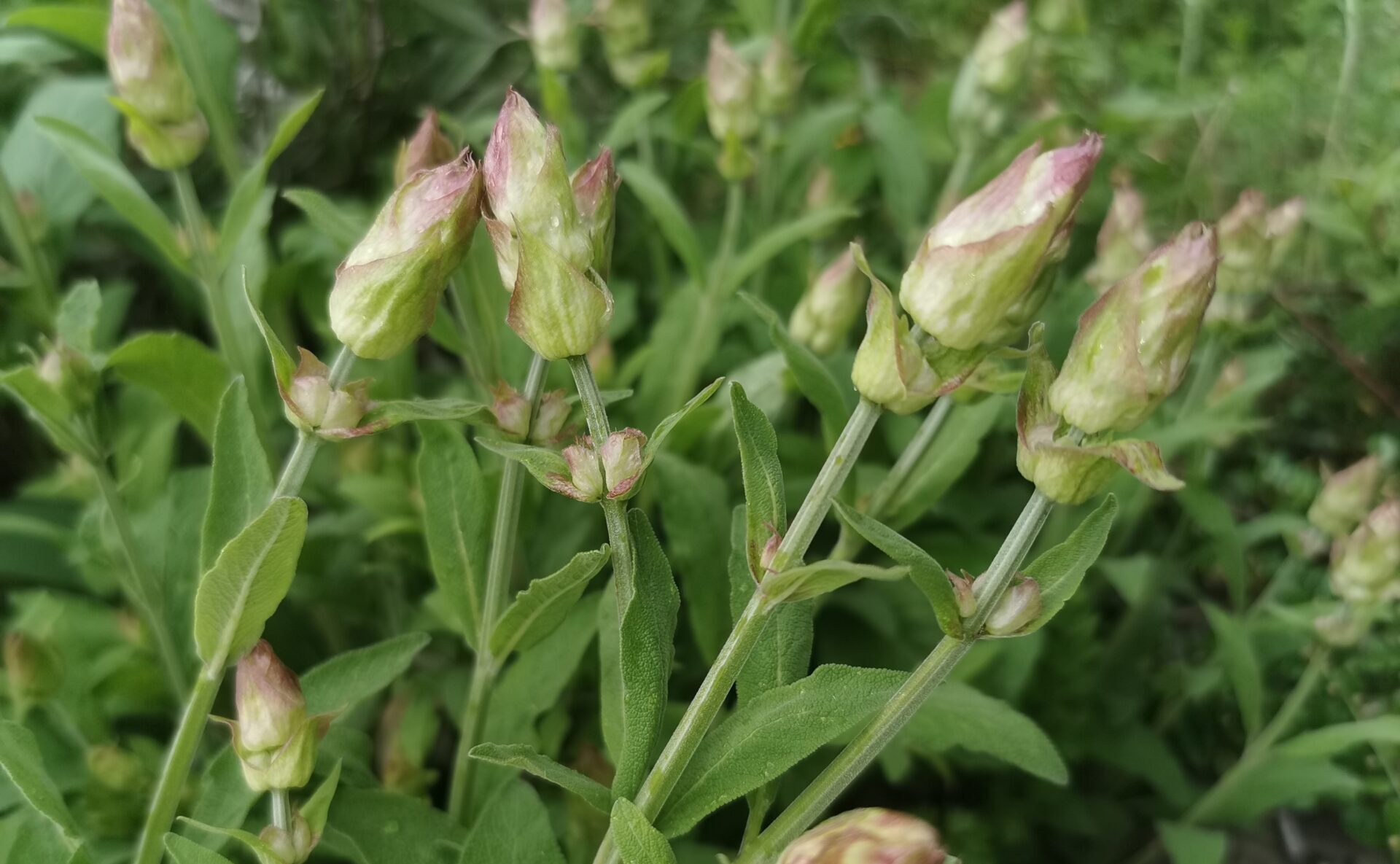 Salvia officinalis 'Provence' - Echter Salbei
