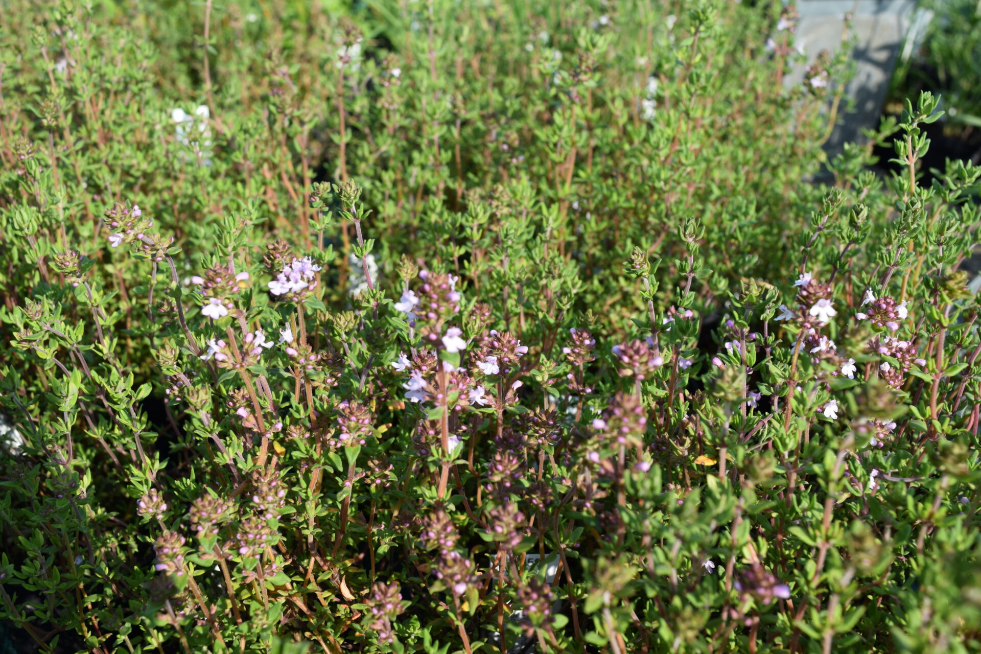 Thymus vulgaris - Gewürzthymian 