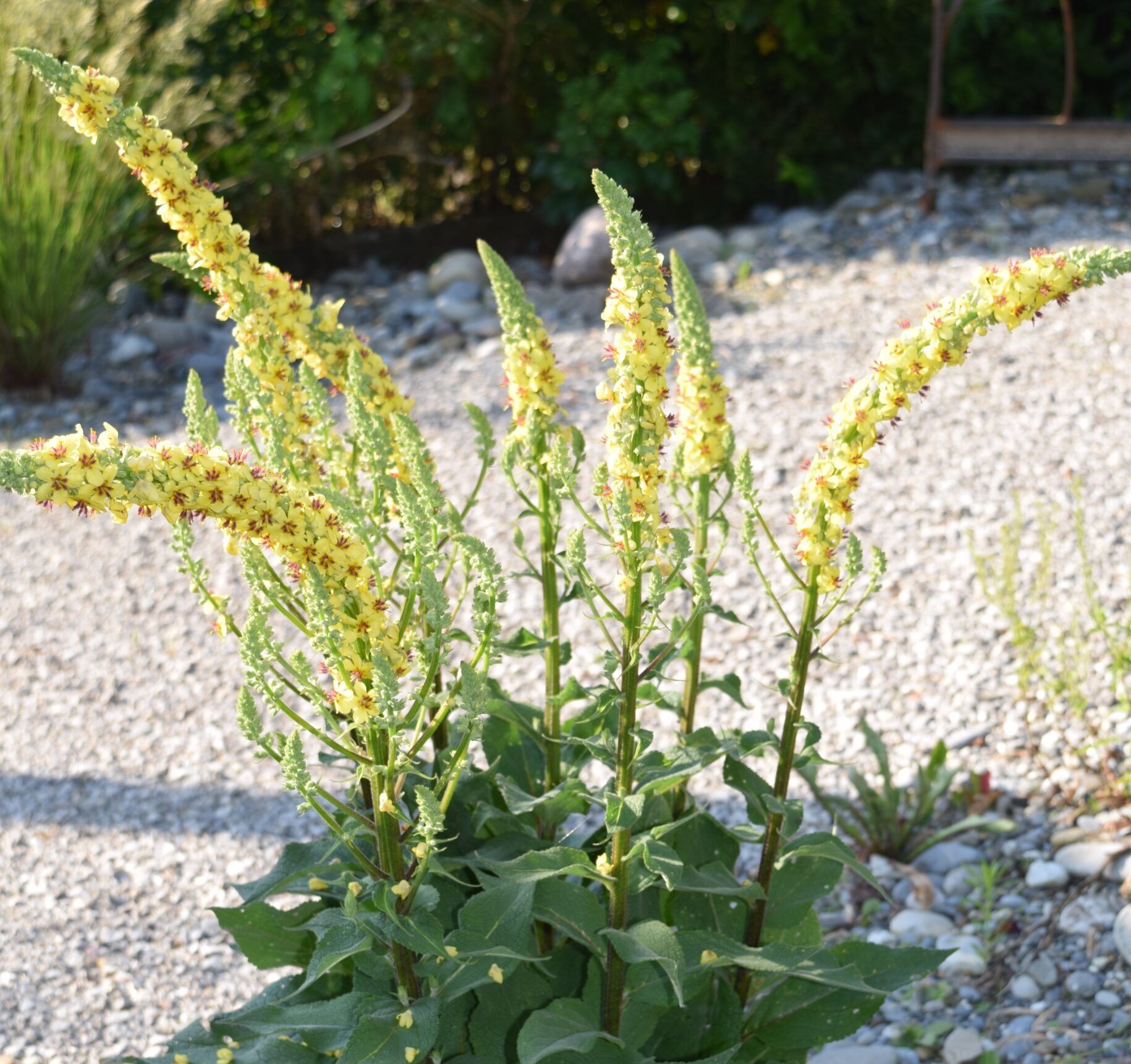 Verbascum nigrum - Schwarze Königskerze