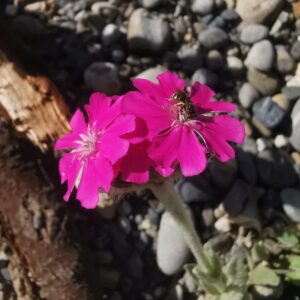 Silene flos-jovis