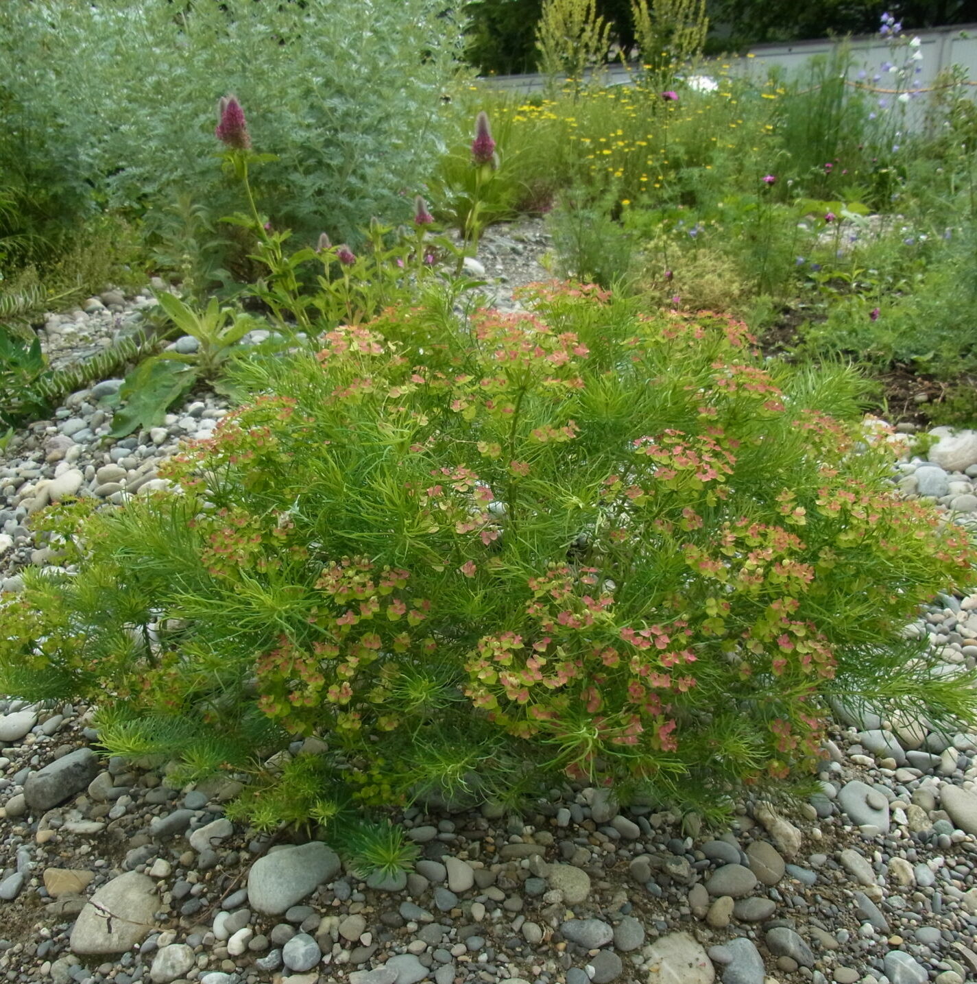 Euphorbia cyparissias - Zypressen-Wolfsmilch