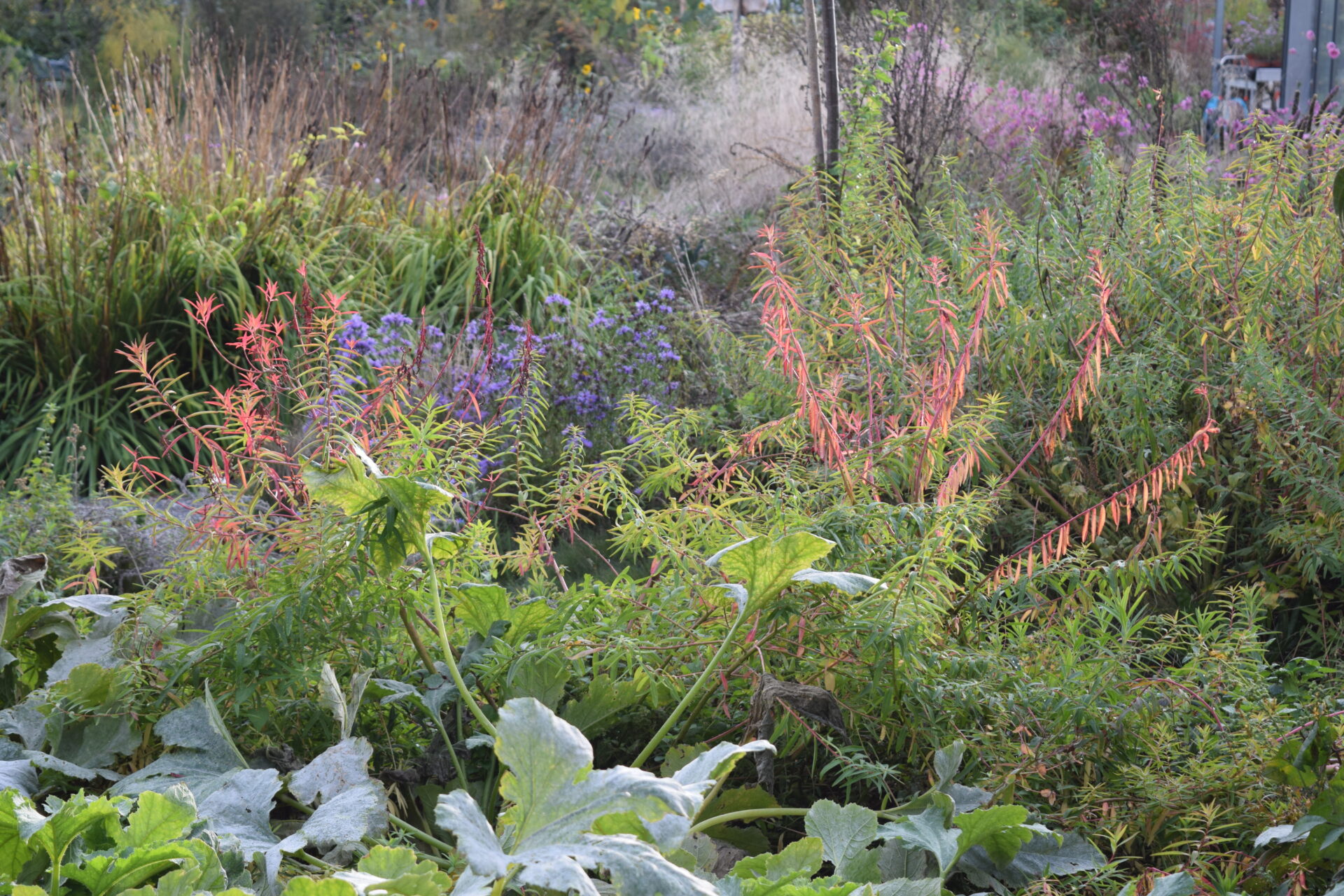 Euphorbia palustris - Sumpf-Wolfsmilch