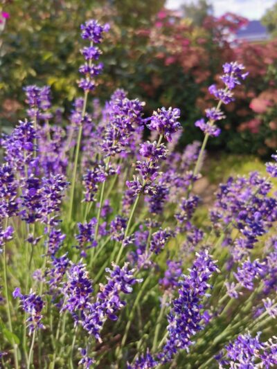 Lavandula angustifolia, Lavendel, Nahaufnahme, Blüten