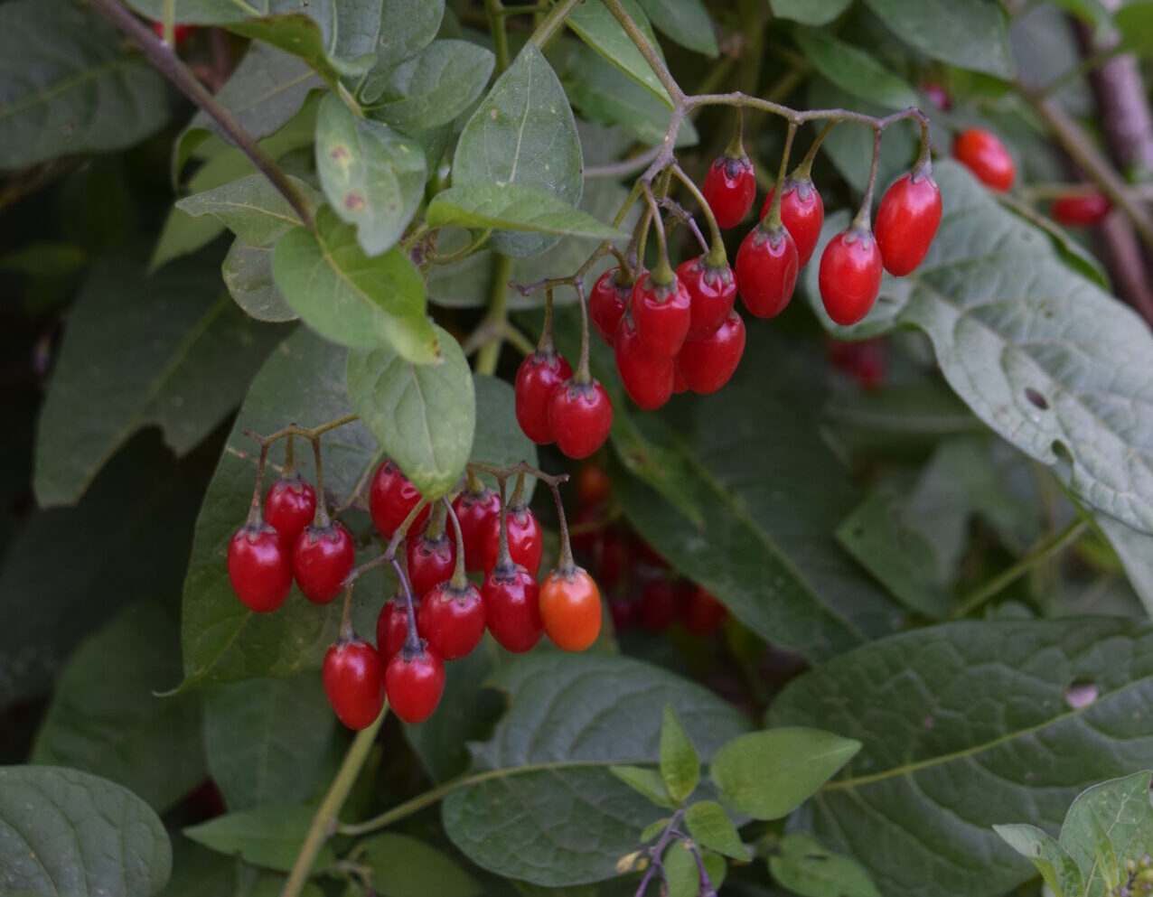 Solanum dulcamara - Bittersüsser Nachtschatten Solanum dulcamara - Bittersüsser Nachtschatten