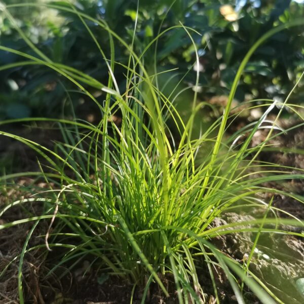 Carex remota Ganze Pflanze