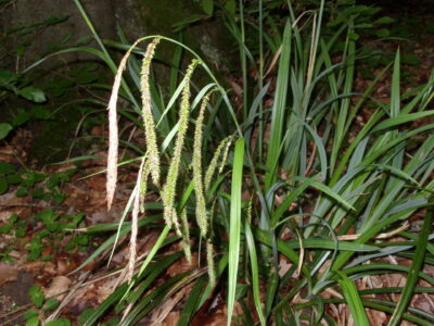 Carex pendula Riesen Pendel Segge Nahaufnahme